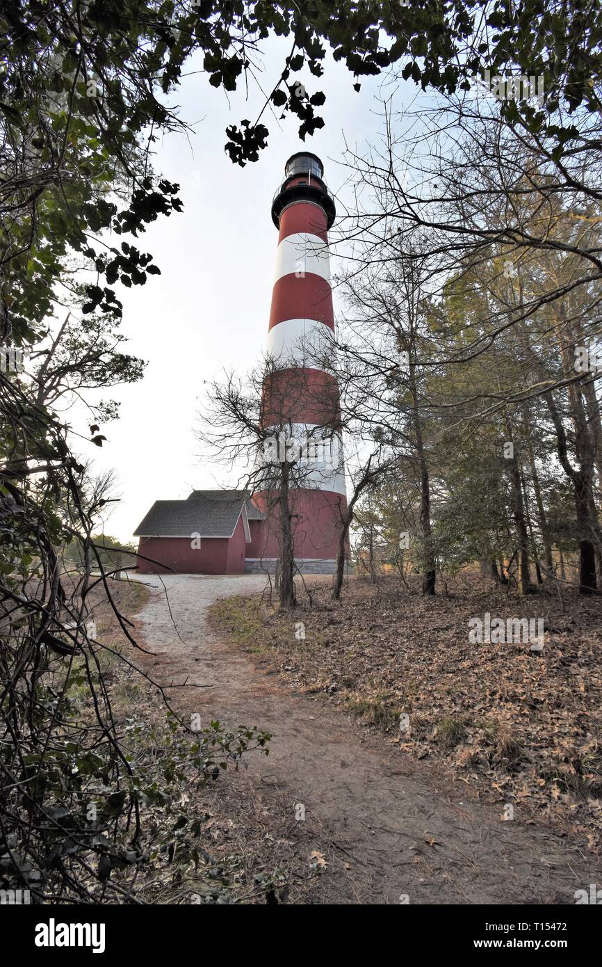 Assateague Maryland faro senza allevamento pony Foto Stock