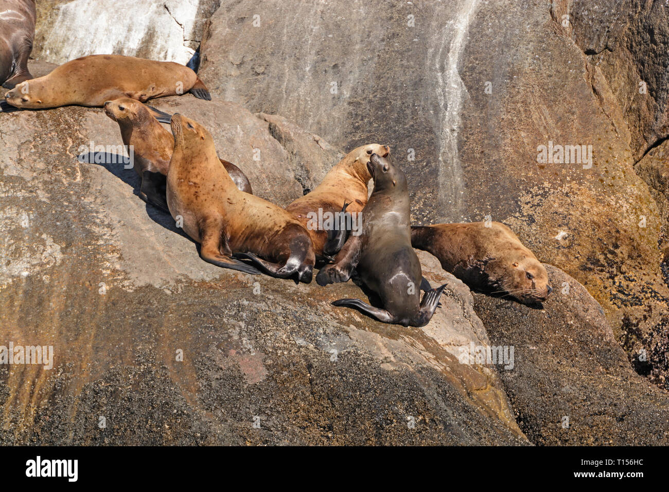 Stellar leoni di mare in una remota isola nel Parco nazionale di Kenai Fjords in Alaska Foto Stock