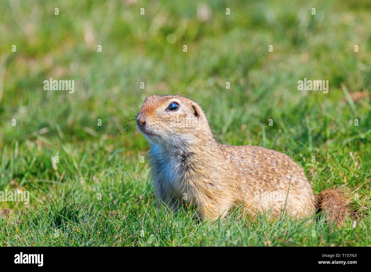 Terreno europeo scoiattolo, Souslik (Spermophilus citellus) Ambiente naturale Foto Stock