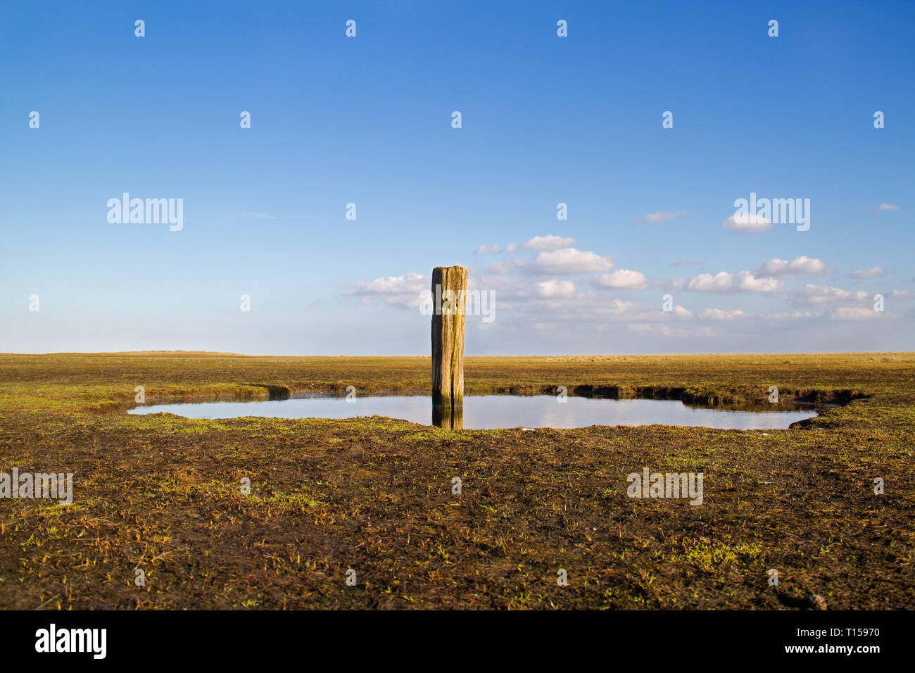 Spiaggia a spiovente pole in una palude salata, un paesaggio di estuario Foto Stock