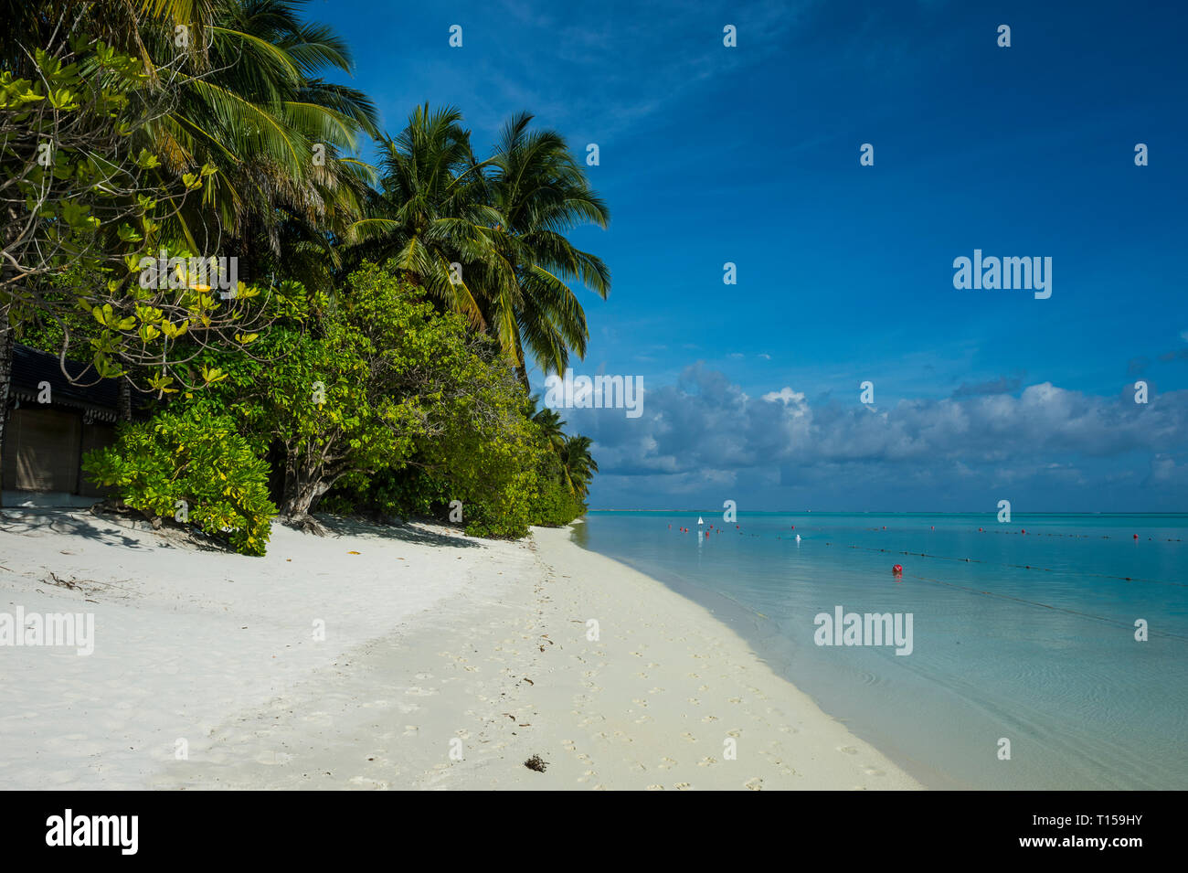 Maledives, Ari Atoll, Nalaguraidhoo, l' Isola del Sole, spiaggia e vegetazione Foto Stock