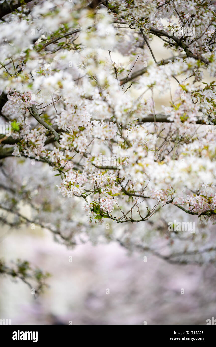 La fioritura dei ciliegi fioriscono a Londra Foto Stock