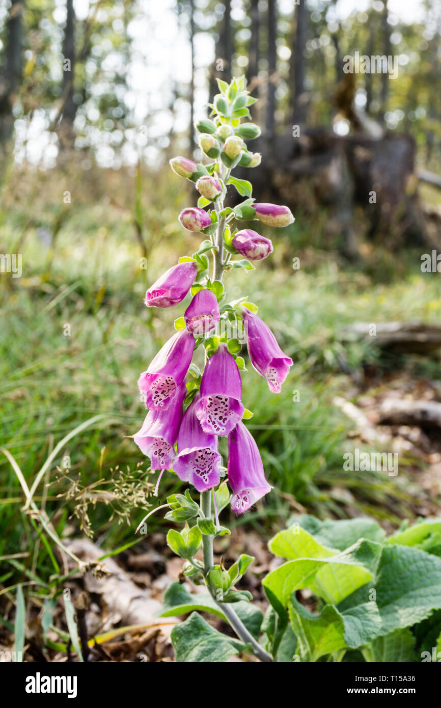 Digitalis purpurea (foxglove, comune foxglove, viola foxglove, lady del guanto) sulla montagna Rownica in Slesia Beskids, Polonia. L'immagine verticale, nessuno. Foto Stock