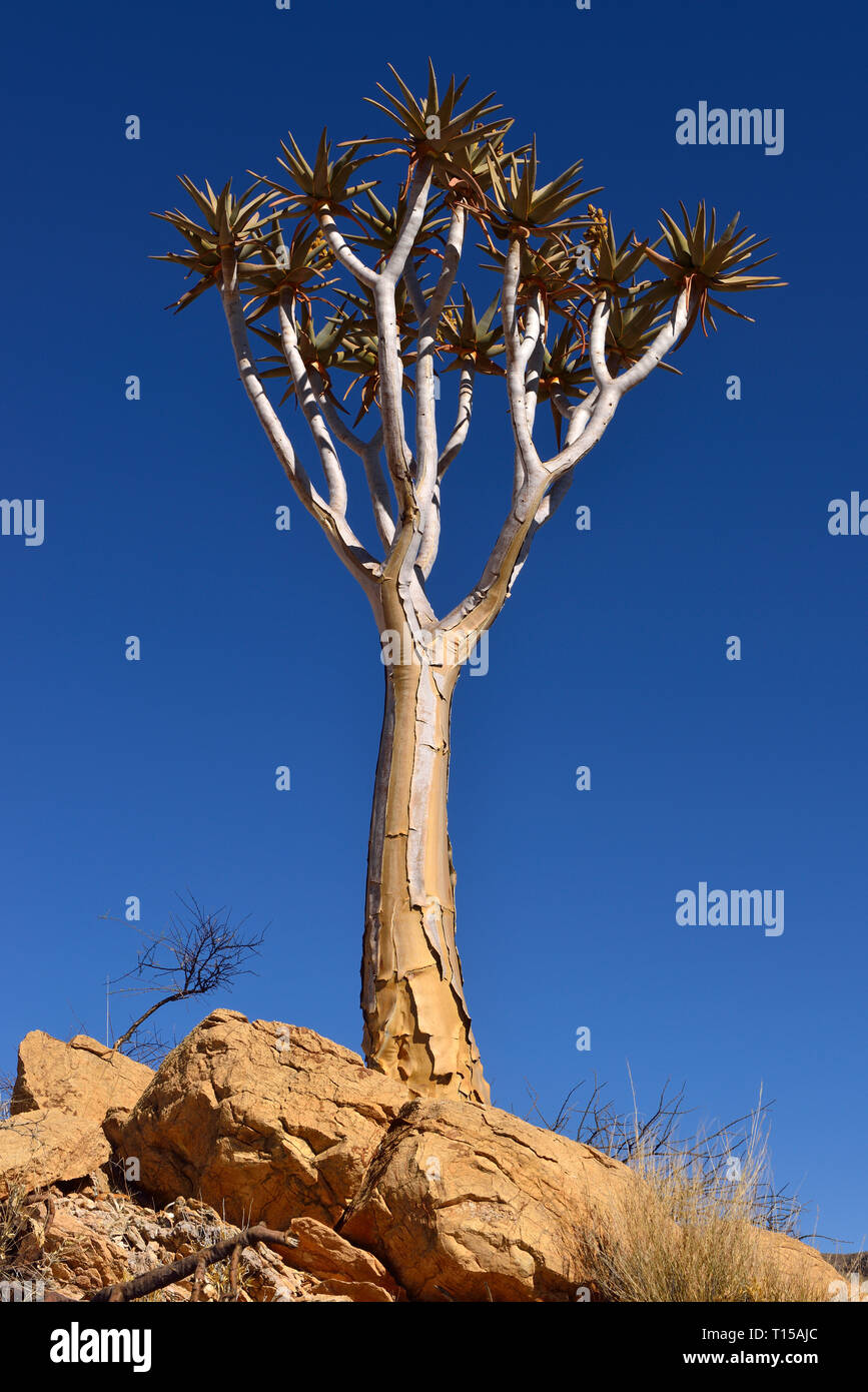 Africa, Namibia, Quiver tree, Aloe dichotoma Foto Stock