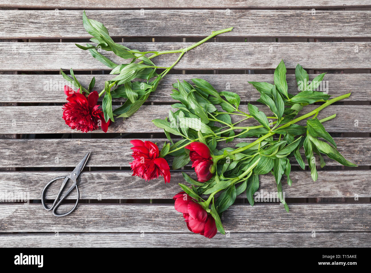 Peonie rosse immagini e fotografie stock ad alta risoluzione - Alamy