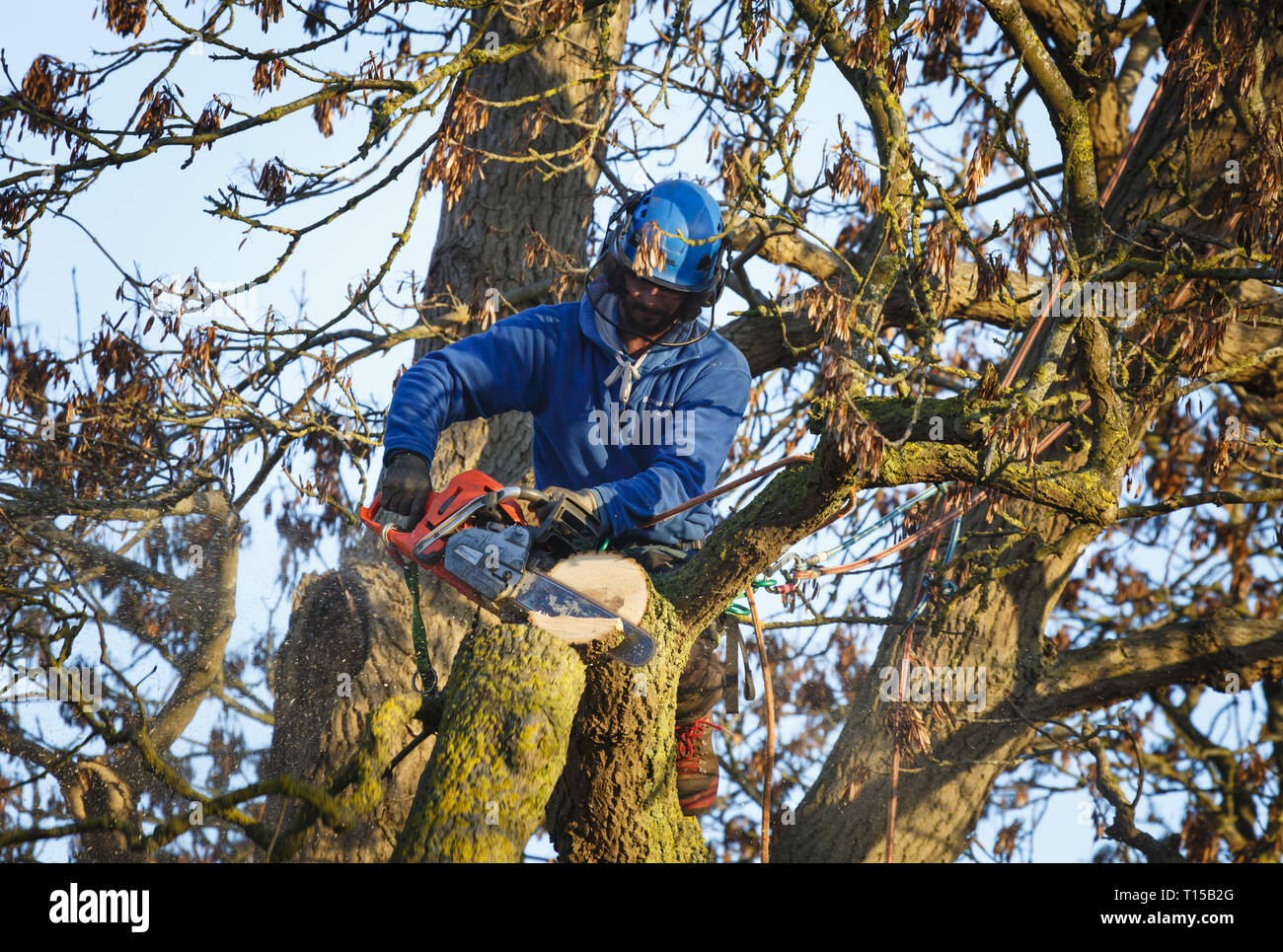 Buckingham, Regno Unito - 30 gennaio 2019. Un albero chirurgo utilizza una sega a nastro per il taglio di un ramo da un albero di quercia. Foto Stock