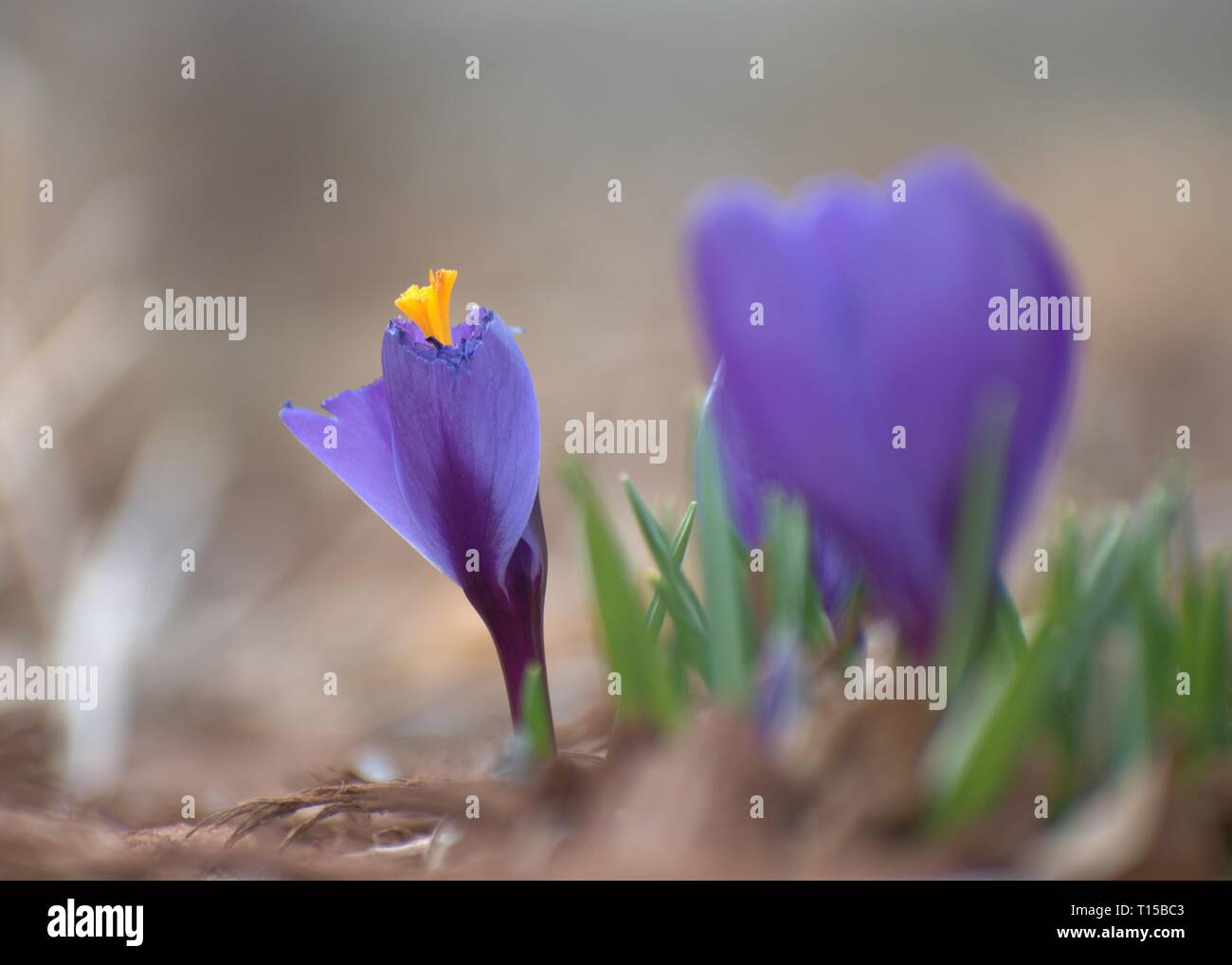 Macro Crocus viola Foto Stock