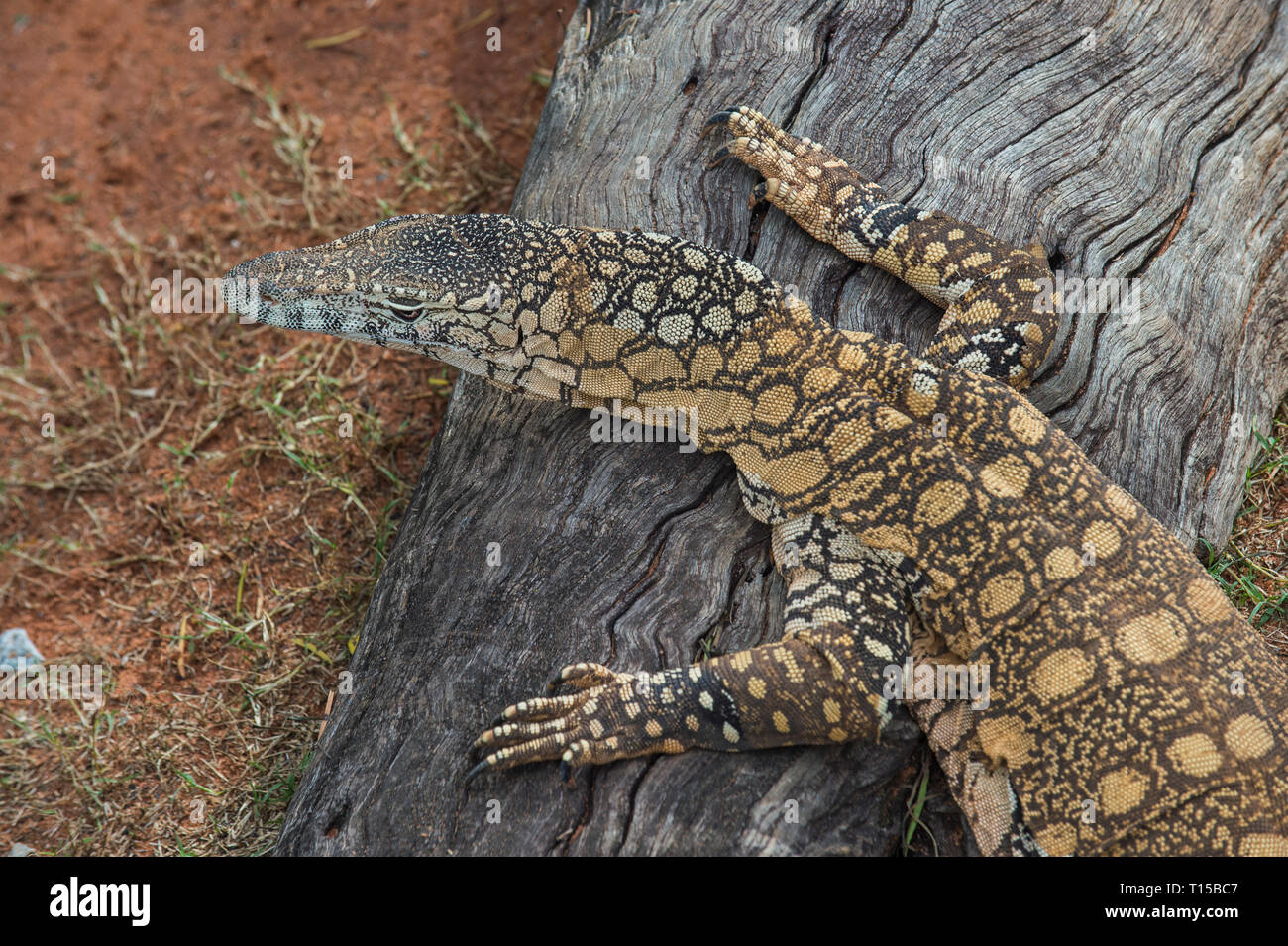 Australia, Brisbane, Lone Pine Koala Sanctuary, pizzo monitor su albero morto Foto Stock