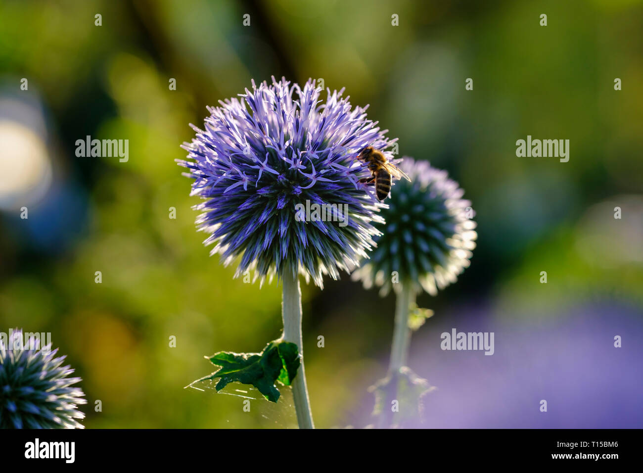 Il miele delle api, Apis mellifera, su globethistle meridionale, Echinops ritro Foto Stock