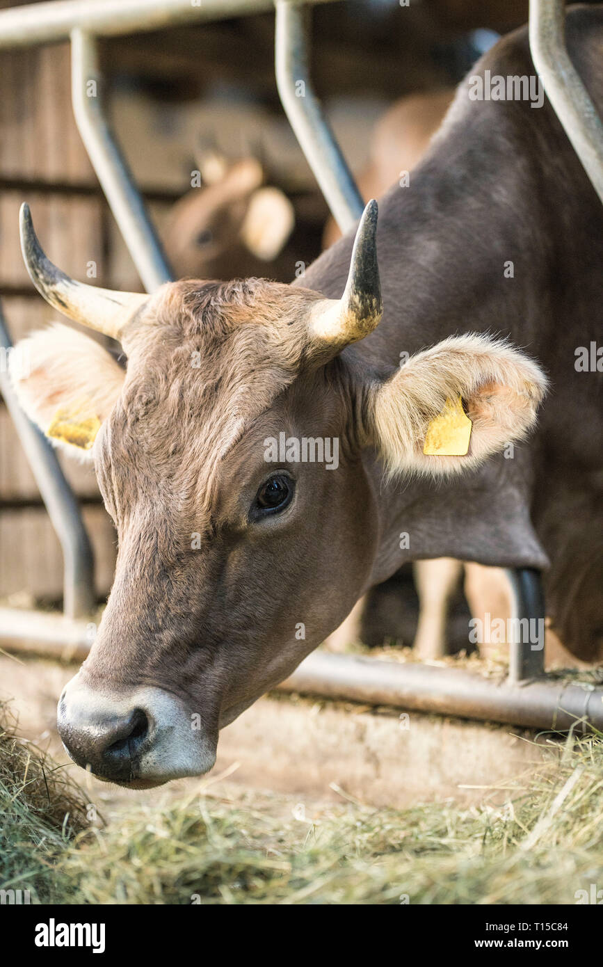 Vacca in una fattoria tradizionale stalla Foto Stock