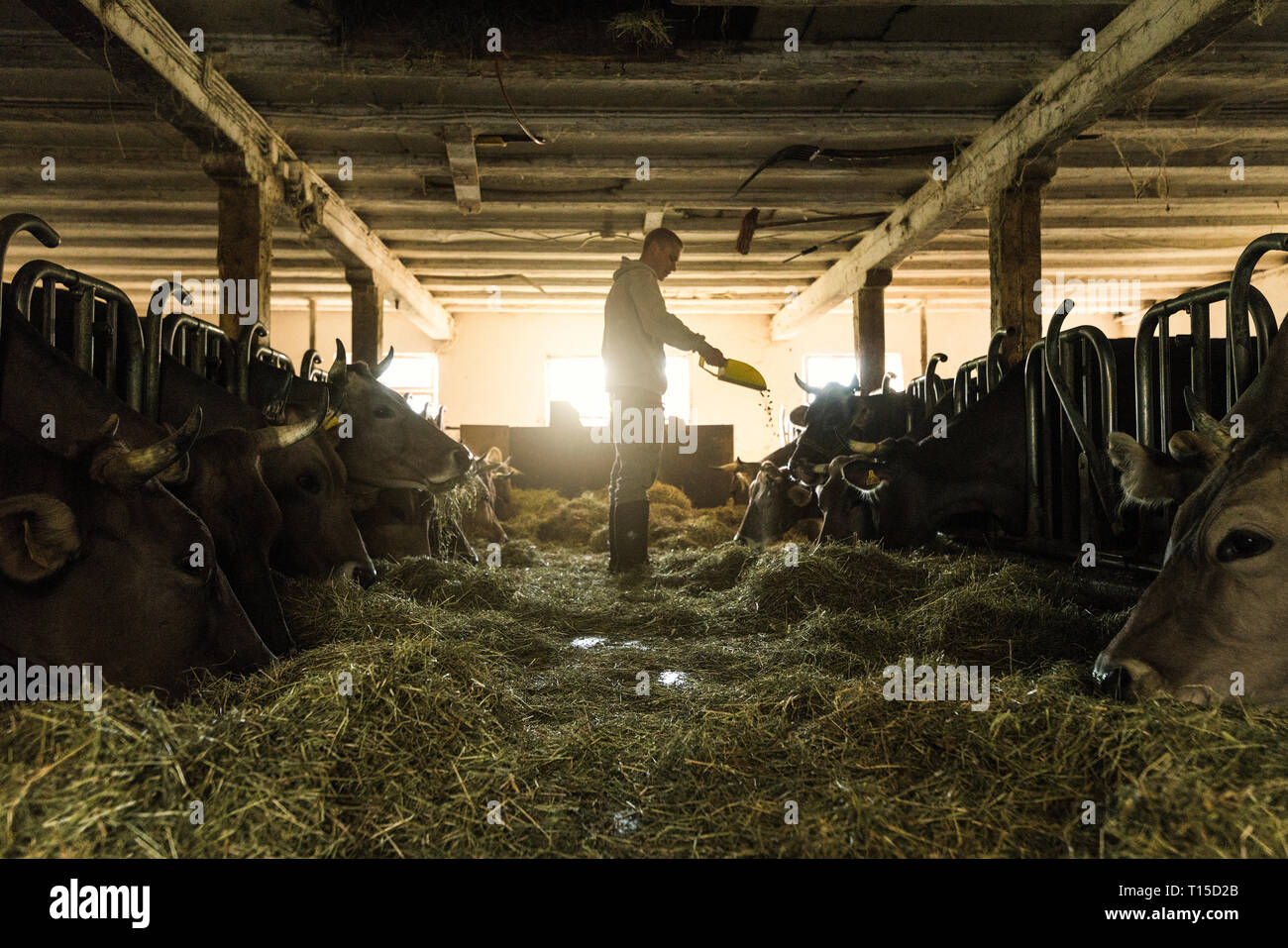 Alimentazione agricoltore sue vacche in fattoria tipica stalla Foto Stock