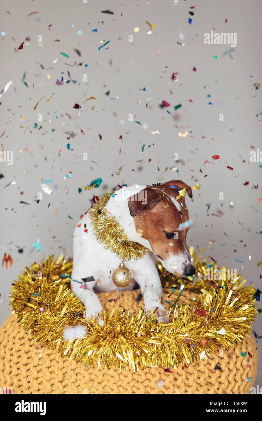 Cane indossando ghirlanda dorata e Natale pallina Foto Stock