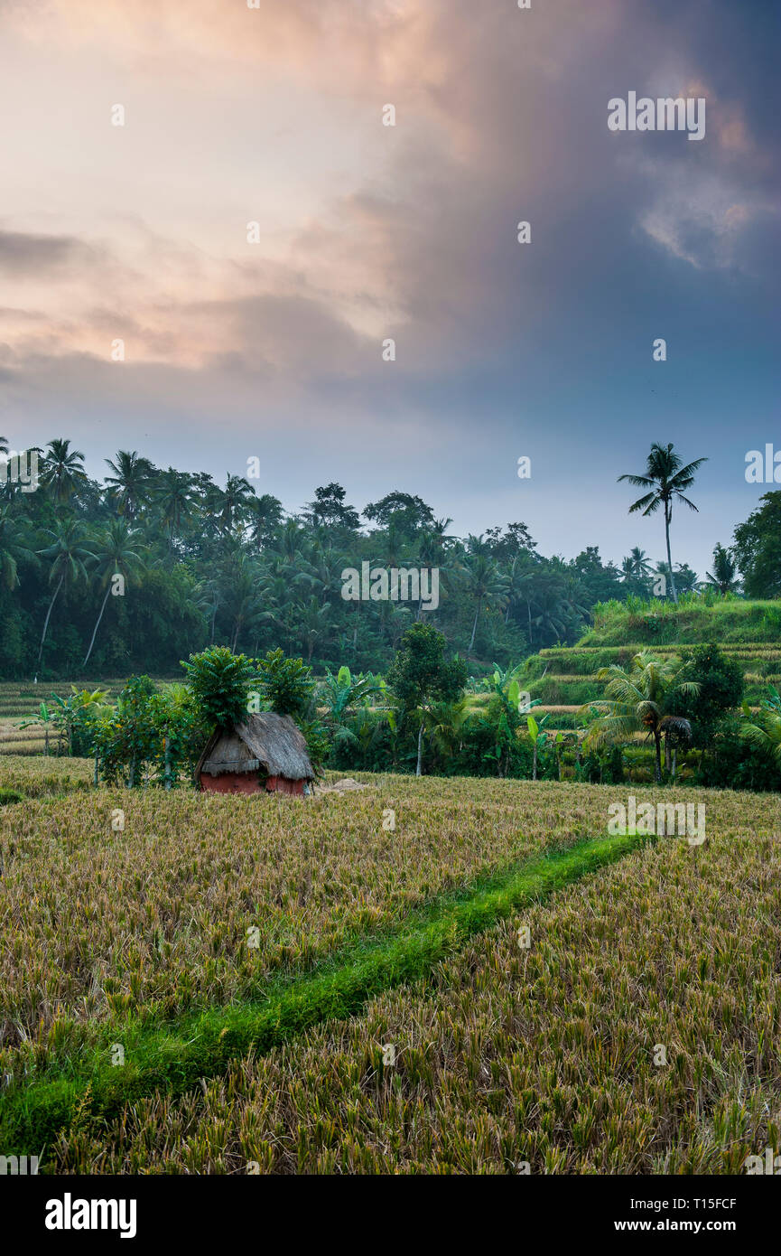 Indonesia Bali Tegallalang terrazze di riso Foto Stock