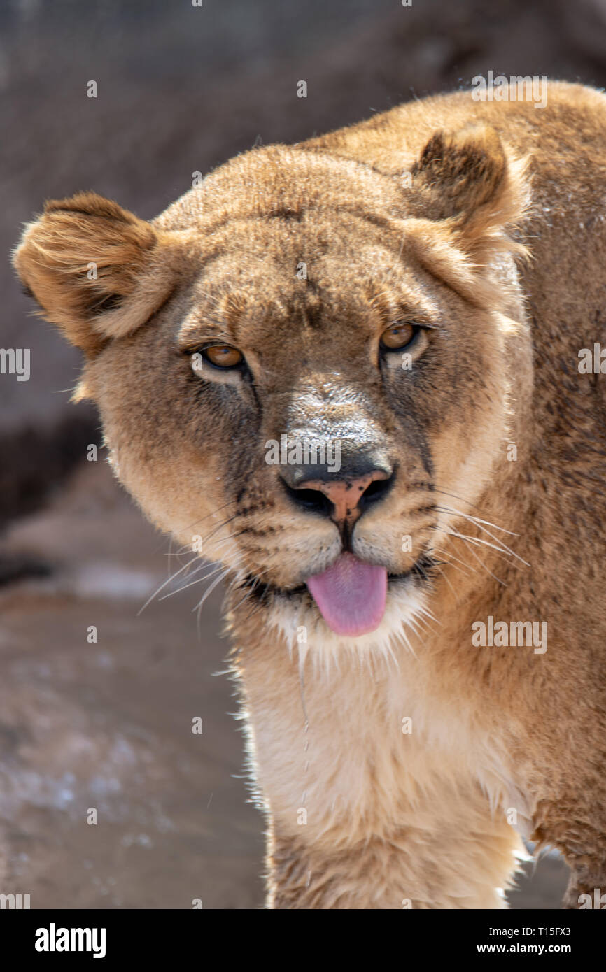 Leonessa (Panthera leo) presso lo Zoo di Albuquerque è elencato come vulnerabili Foto Stock