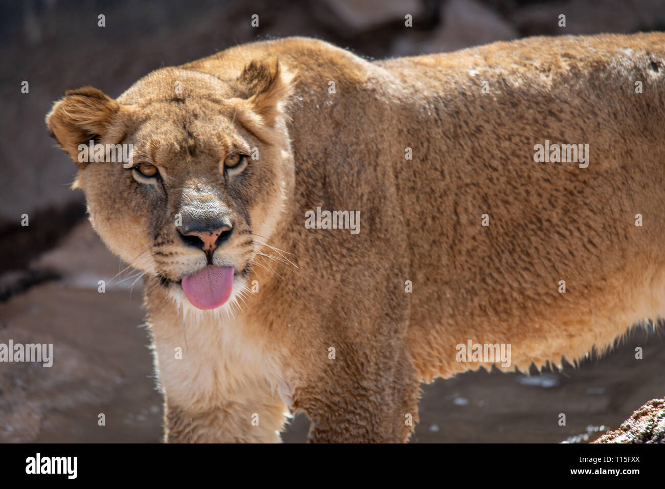 Leonessa (Panthera leo) presso lo Zoo di Albuquerque è elencato come vulnerabili Foto Stock