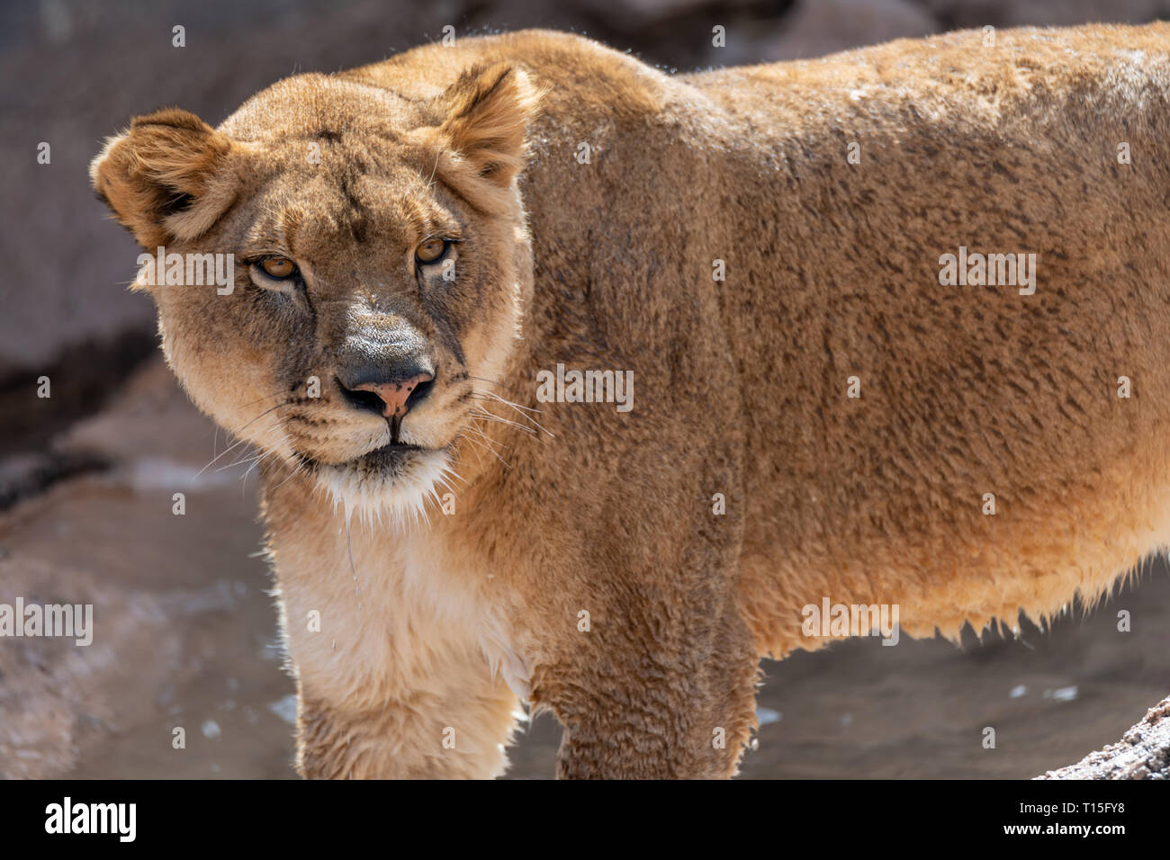 Leonessa (Panthera leo) presso lo Zoo di Albuquerque è elencato come vulnerabili Foto Stock