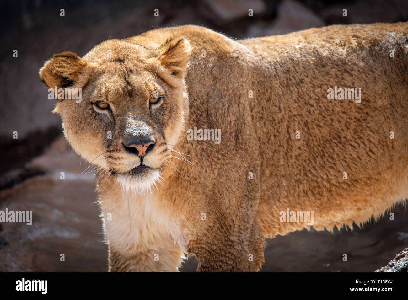 Leonessa (Panthera leo) presso lo Zoo di Albuquerque è elencato come vulnerabili Foto Stock
