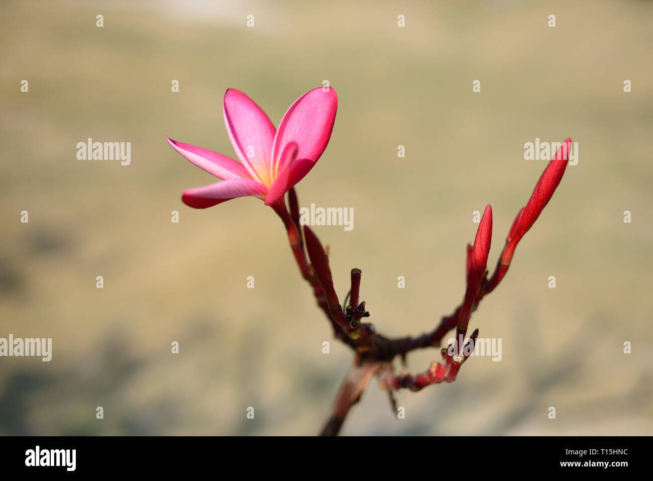 Rosa Frangipani, Plumeria fiori su sfondo sfocato. Flora tropicale in estate. Foto Stock