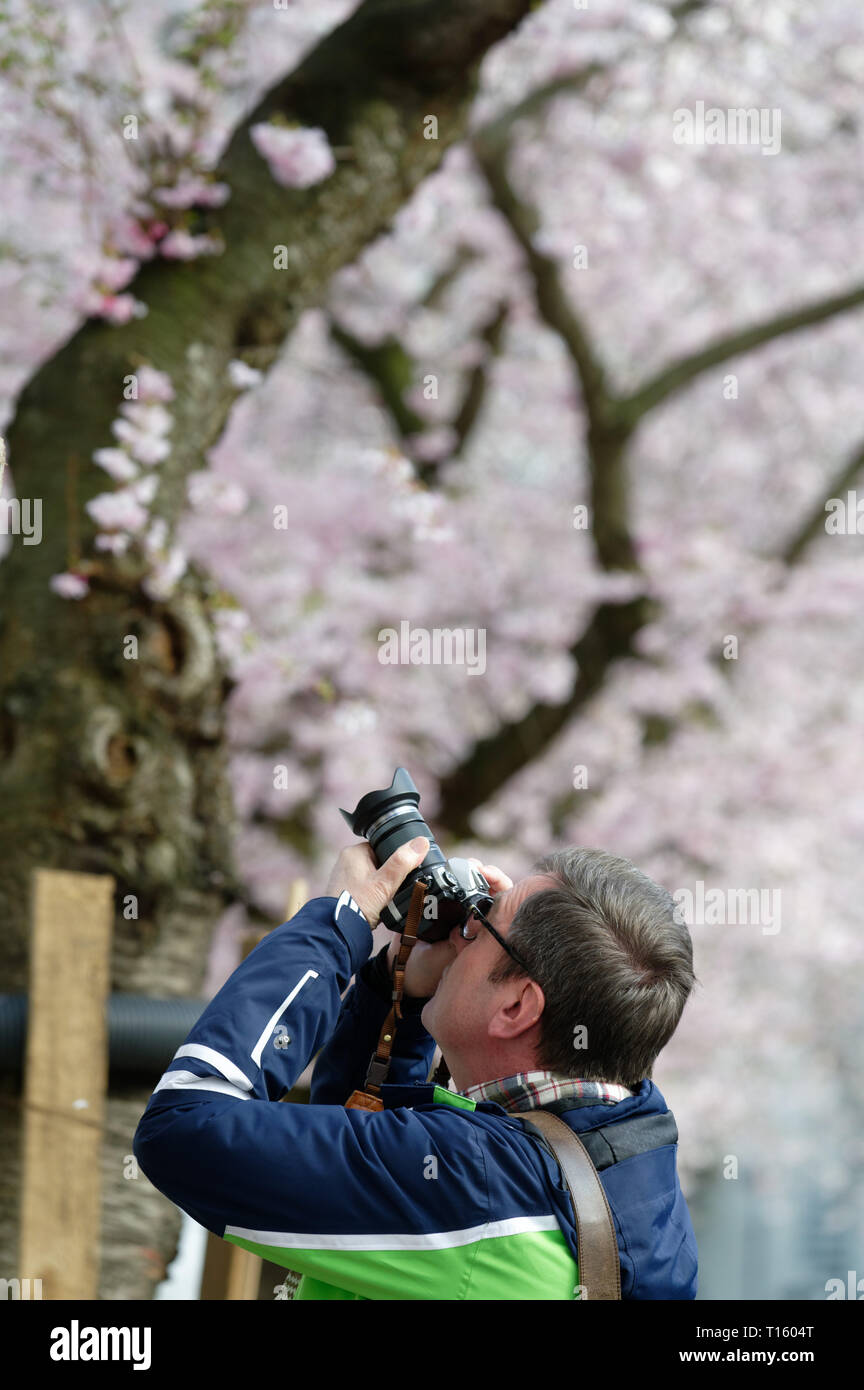 Il 20 marzo 2019, della Renania settentrionale-Vestfalia, Köln: un visitatore fotografie splendidamente ciliegi in fiore in Maxstraße. Fiore giapponese ciliegie possono essere trovati anche in altre città, ma raramente sono disposti in modo romanticamente o kitschy come a Bonn la Città Vecchia. (A dpa " la fioritura dei ciliegi - e la Instagram idoneità' dal 24.03.2019) Foto: Henning Kaiser/dpa Foto Stock