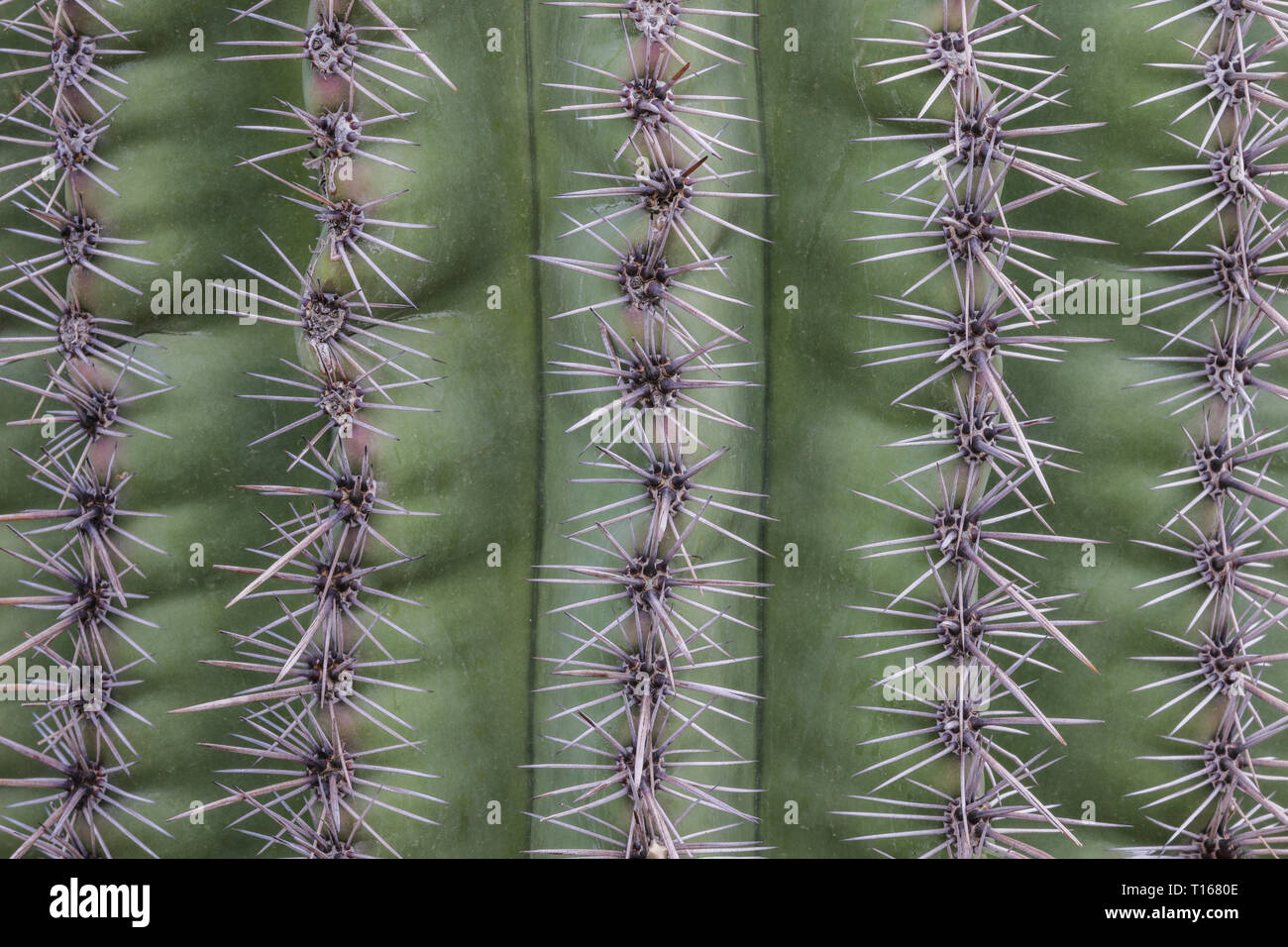 Righe verticali di cluster di cactus aghi sulla pelle verde di un Arizona cactus Saguaro. Foto Stock