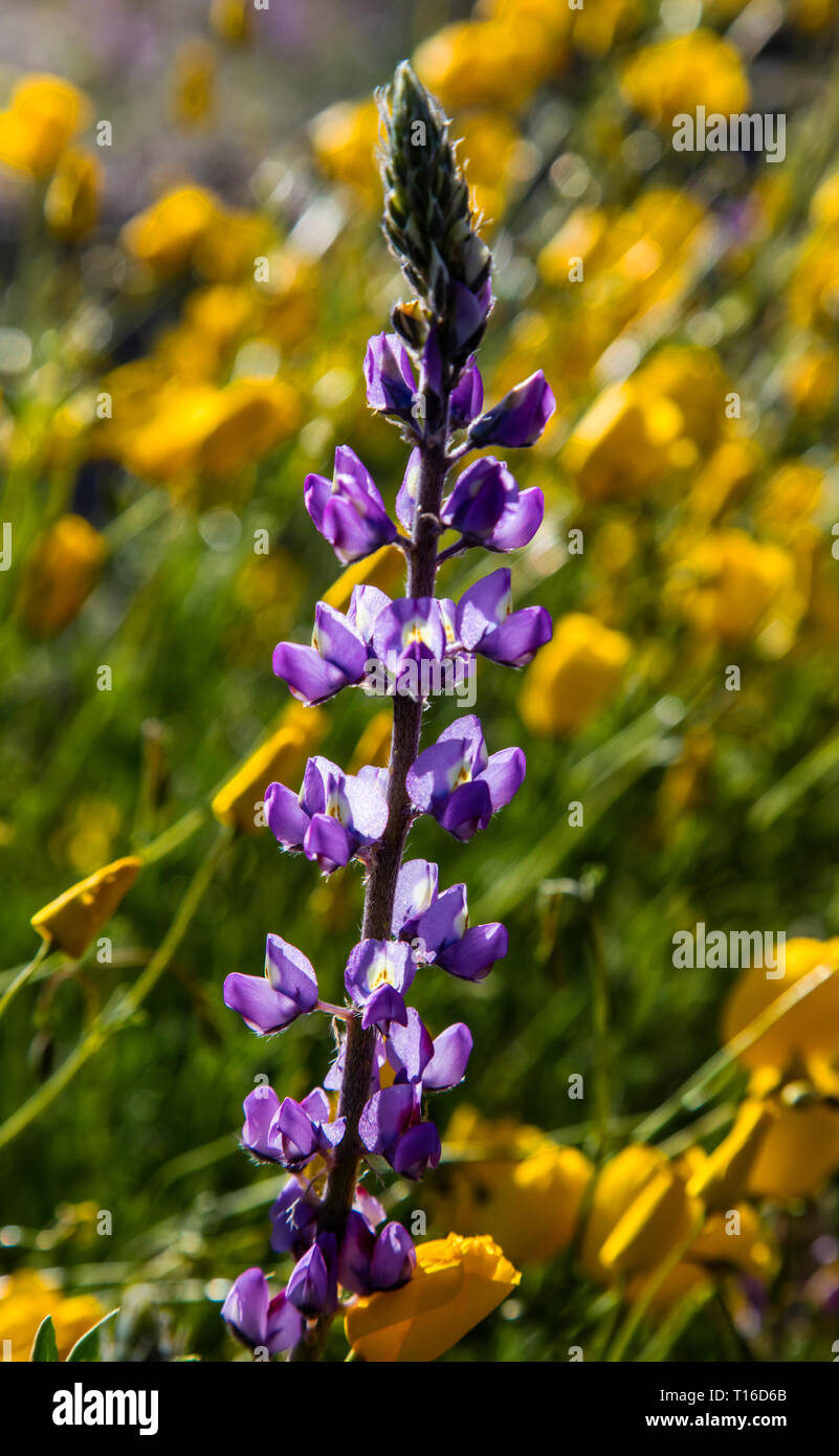 La mattina presto luce su Arizona di lupino (Lupinus arizonicus) ai piedi delle montagne COXCOMB - Joshua Tree National Park, California Foto Stock