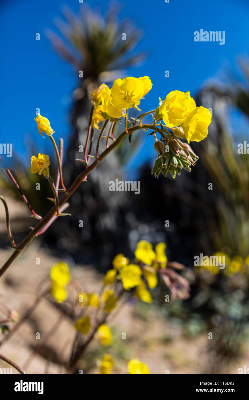 Il paesaggio del deserto con fiori selvatici giallo sull'escursione a perso oasi di palme - Joshua Tree National Park, California Foto Stock