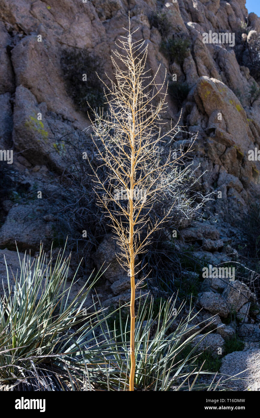 Un impianto di yucca sull'escursione a perso oasi di palme - Joshua Tree National Park, California Foto Stock