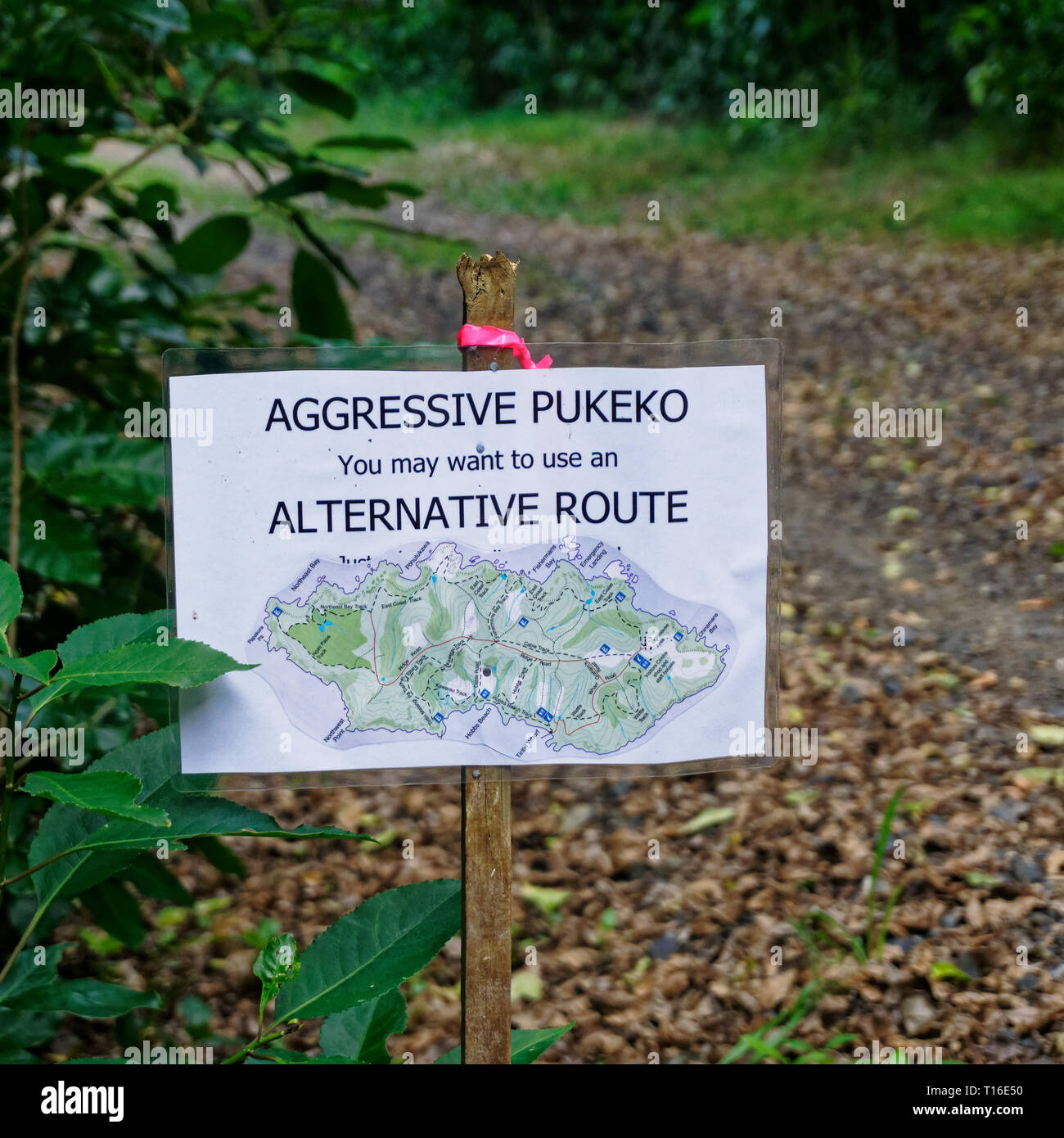 Pukeko aggressivo cartello segnaletico su Tiritiri Matangi Island open riserva naturale, Nuova Zelanda. Foto Stock