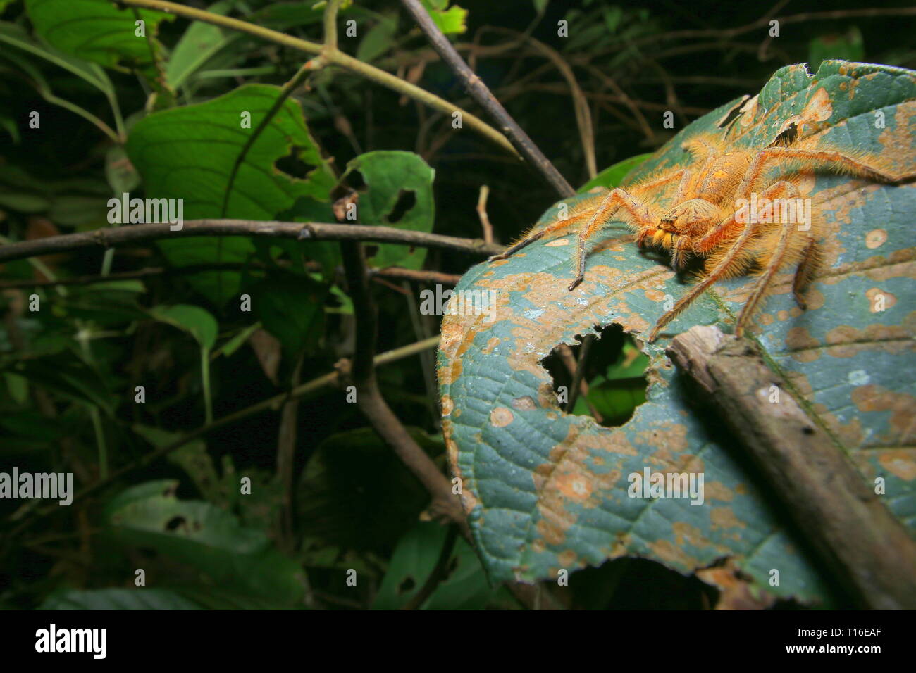 David Bowie Spider Foto Stock