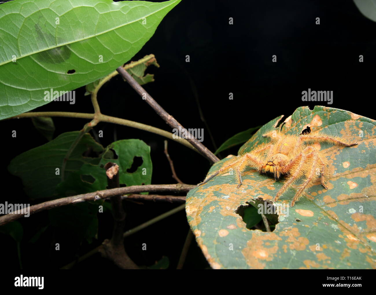 David Bowie Spider Foto Stock