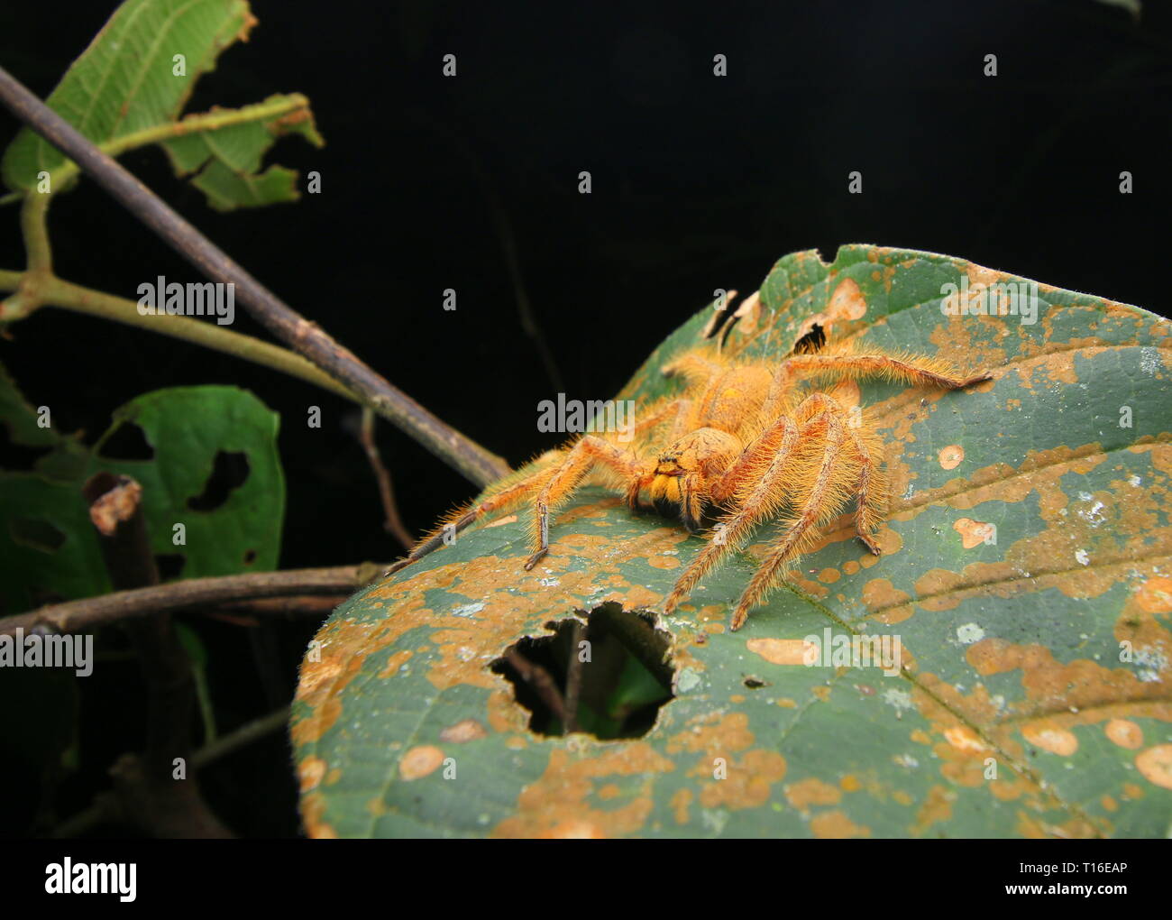 David Bowie Spider Foto Stock