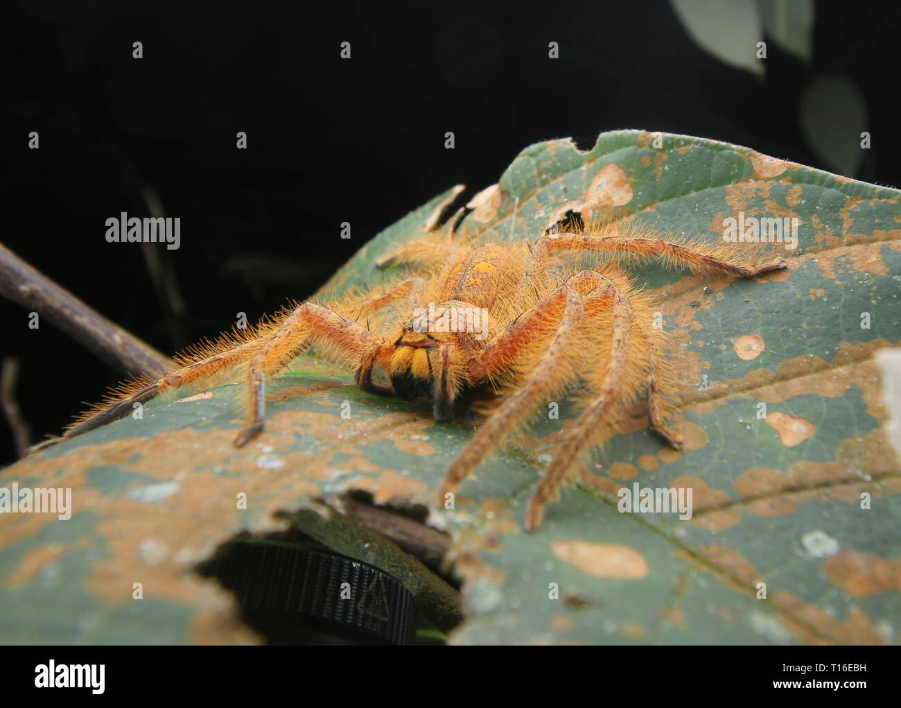 David Bowie Spider Foto Stock