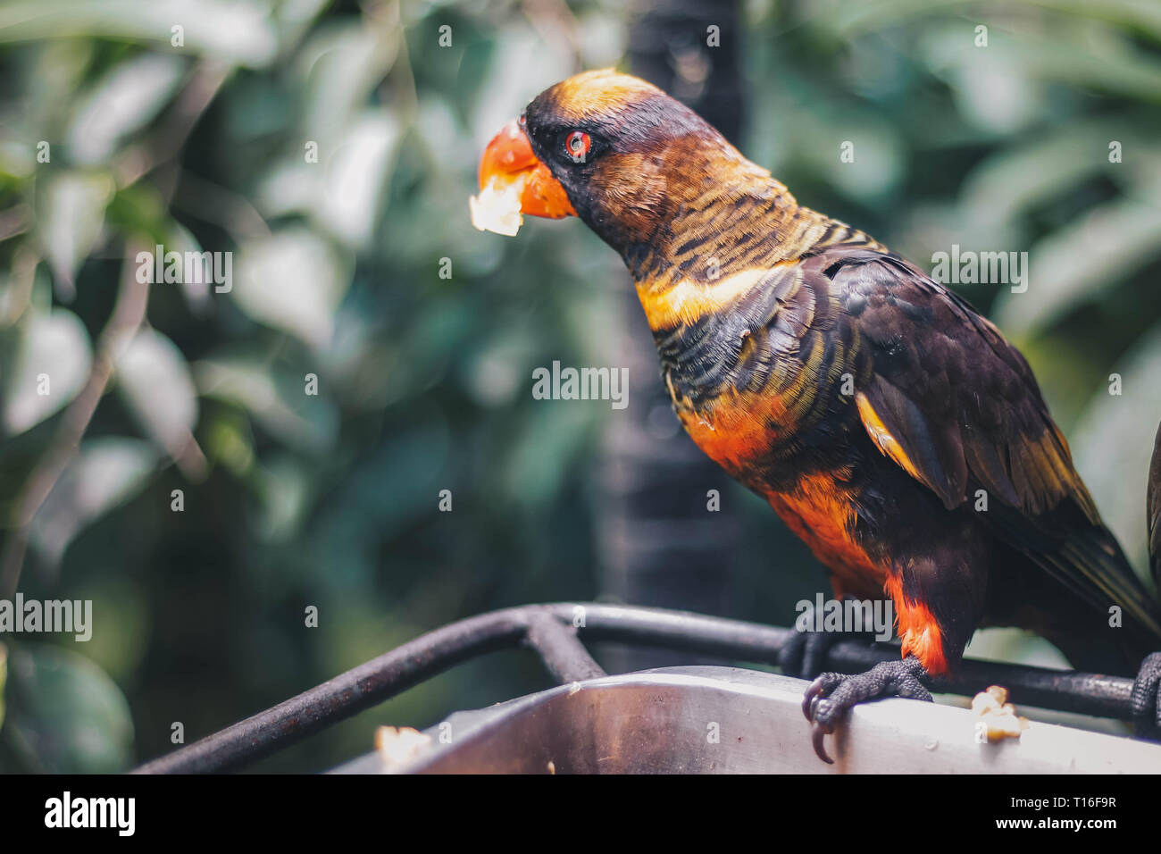 Close up Dusky amazzoni (Pseudeos fuscata) o nastrare Amazzoni o Nuri kelam con arancio e nero giù Foto Stock