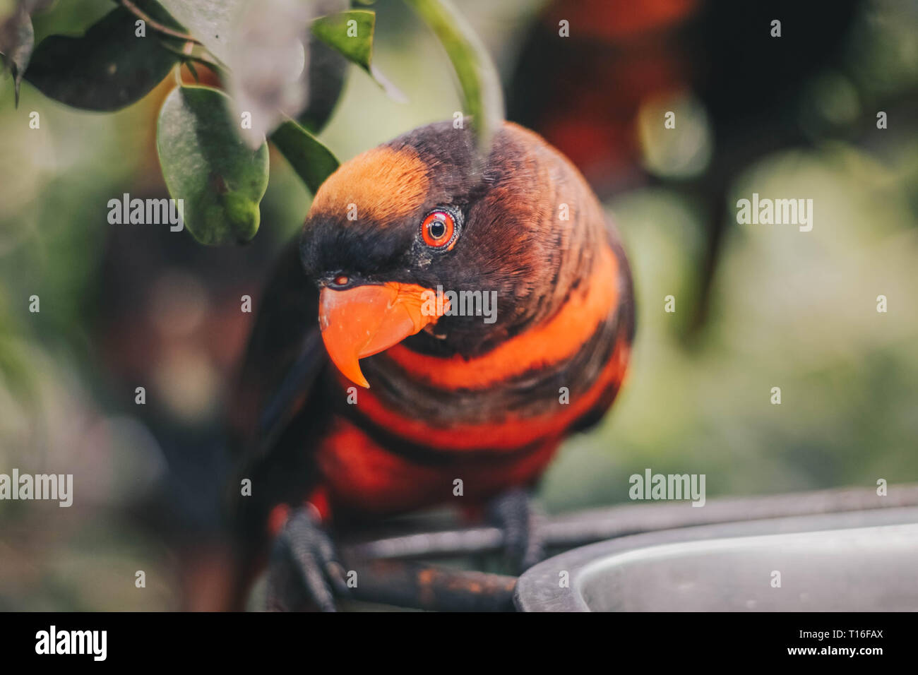 Close up Dusky amazzoni (Pseudeos fuscata) o nastrare Amazzoni o Nuri kelam con arancio e nero giù Foto Stock
