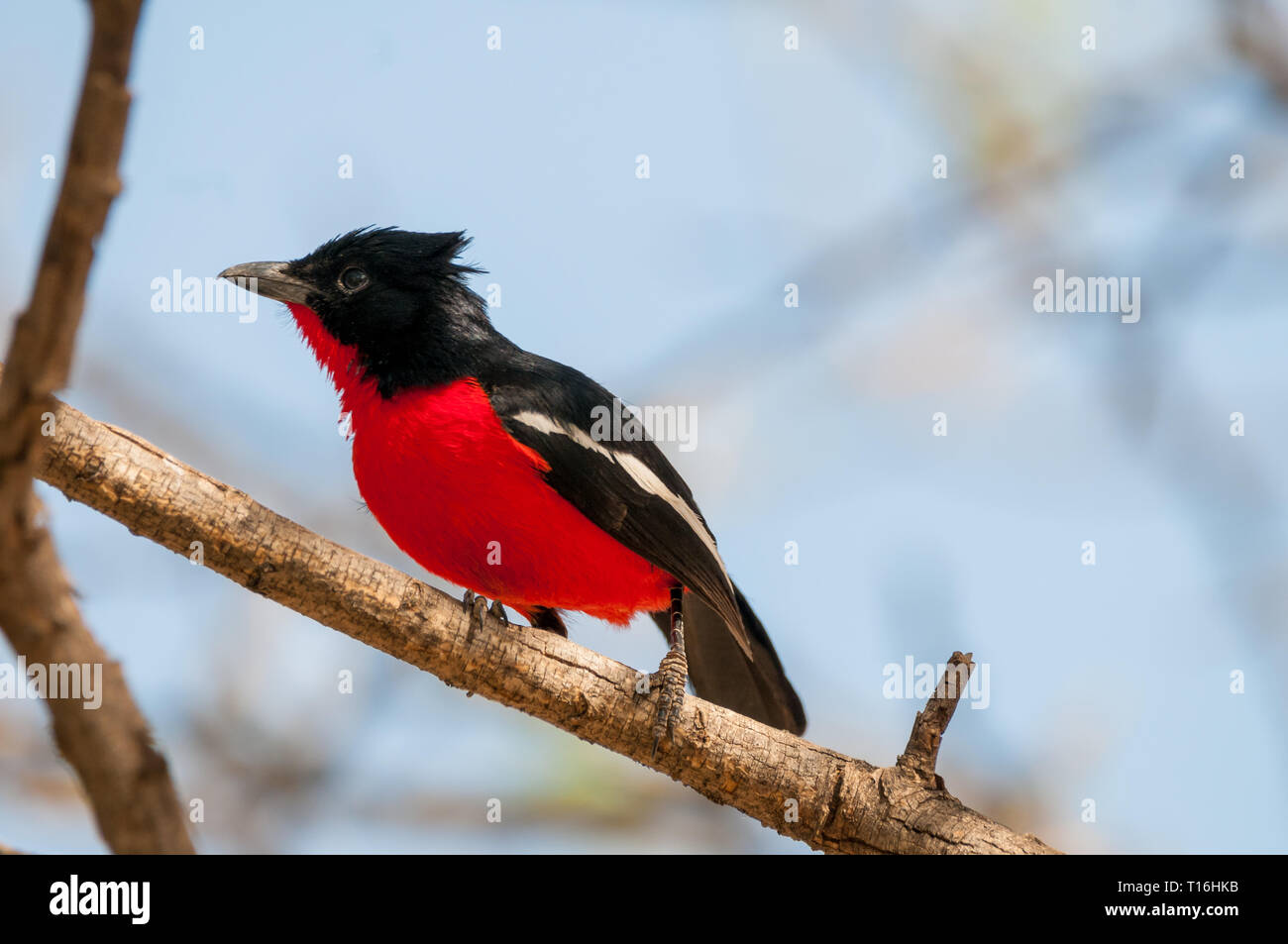 Crimson-breasted gonolek, Laniarius atrococcineus, il ramo di un albero della Namibia Foto Stock
