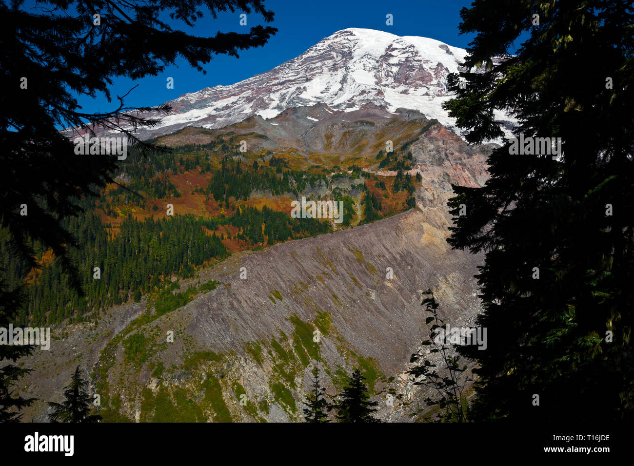 WA16008-00...WASHINGTON - Vista del Monte Rainier dal Nisqually Vista sentiero in Mount Rainier National Park. Foto Stock