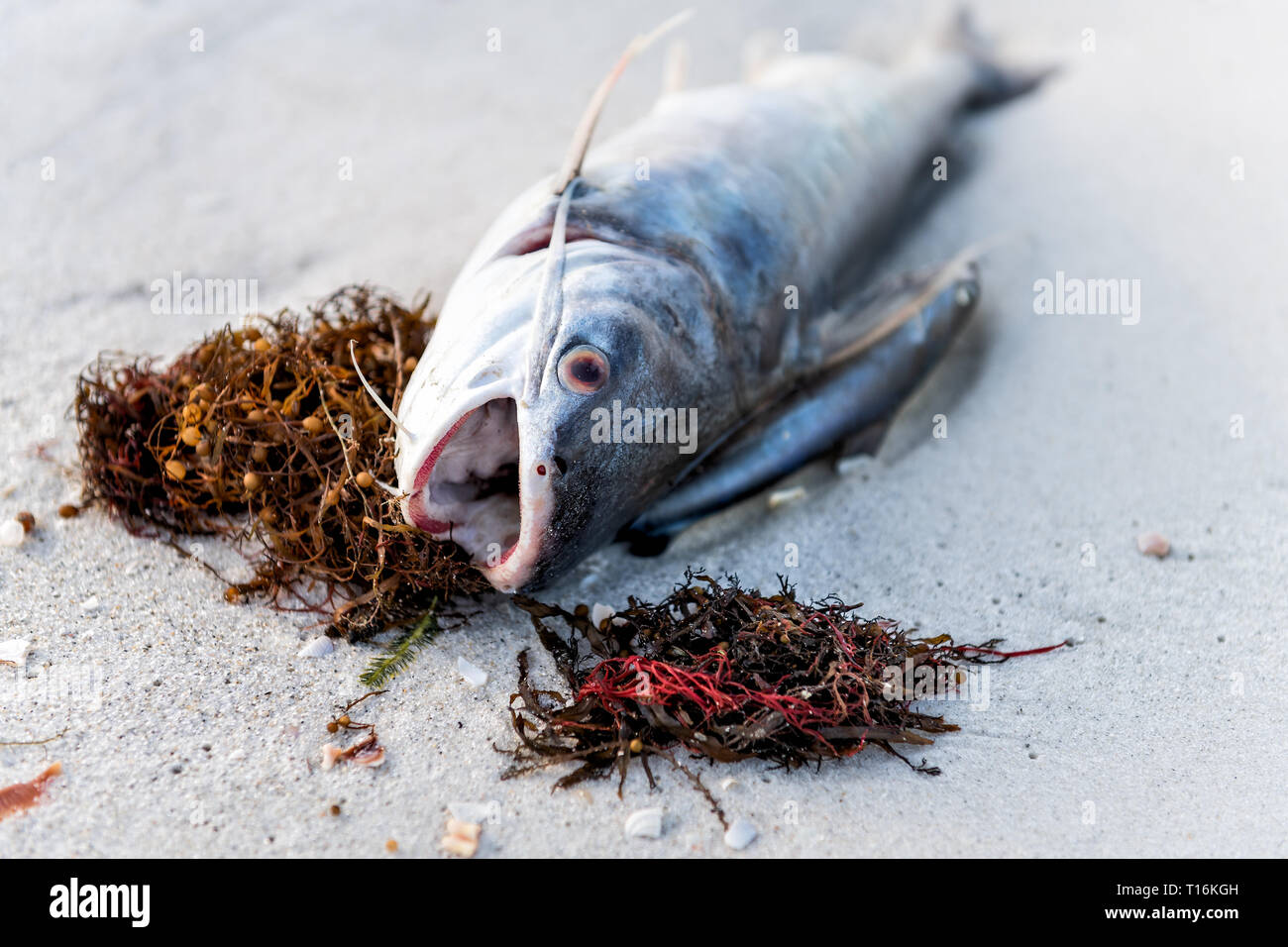 Primo piano di una morta catfish pesce con alghe marine si è incagliata durante la marea rossa fioritura di alghe tossiche in Naples Beach in Florida Golfo del Messico sulla sabbia Foto Stock