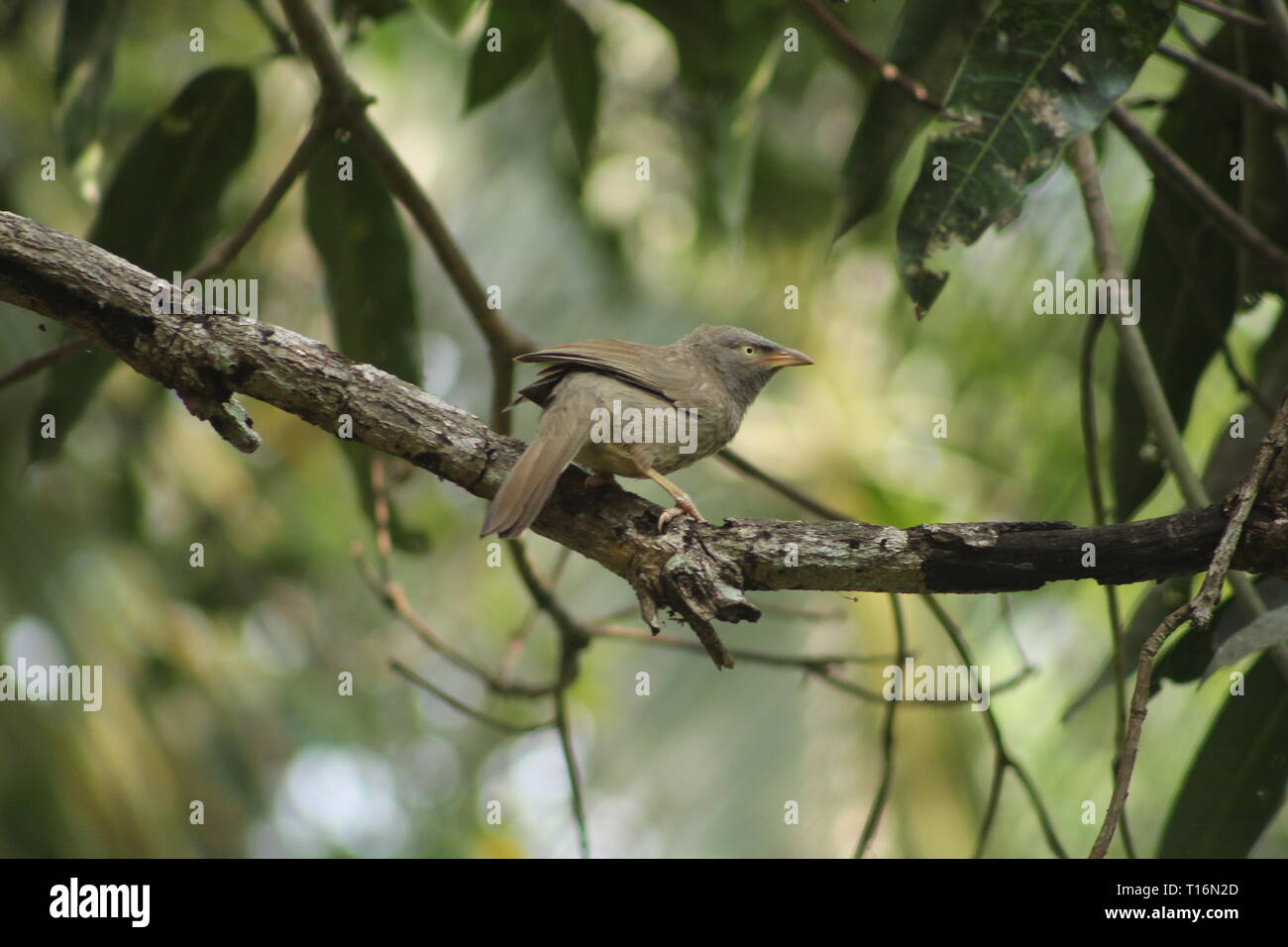 Jungle babbler Foto Stock