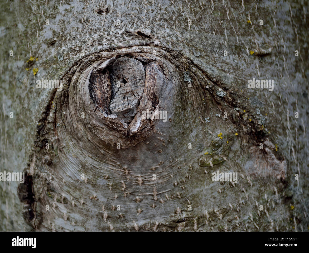 Il vecchio tessuto a cicatrice su un albero di noce tronco Foto Stock
