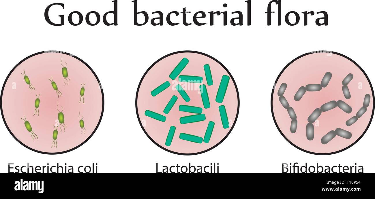 Batteri intestinali flora. Buona batteri nel tratto intestinale sistema.  Illustrazione Vettoriale infographics Immagine e Vettoriale - Alamy