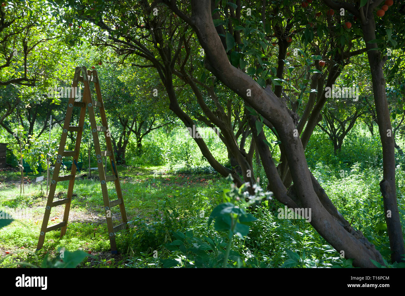 Orange Grove Foto Stock