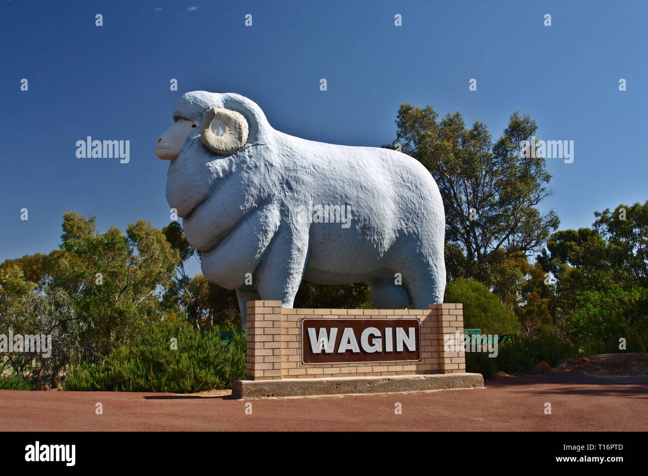Ram gigante, wagin, Australia Foto Stock