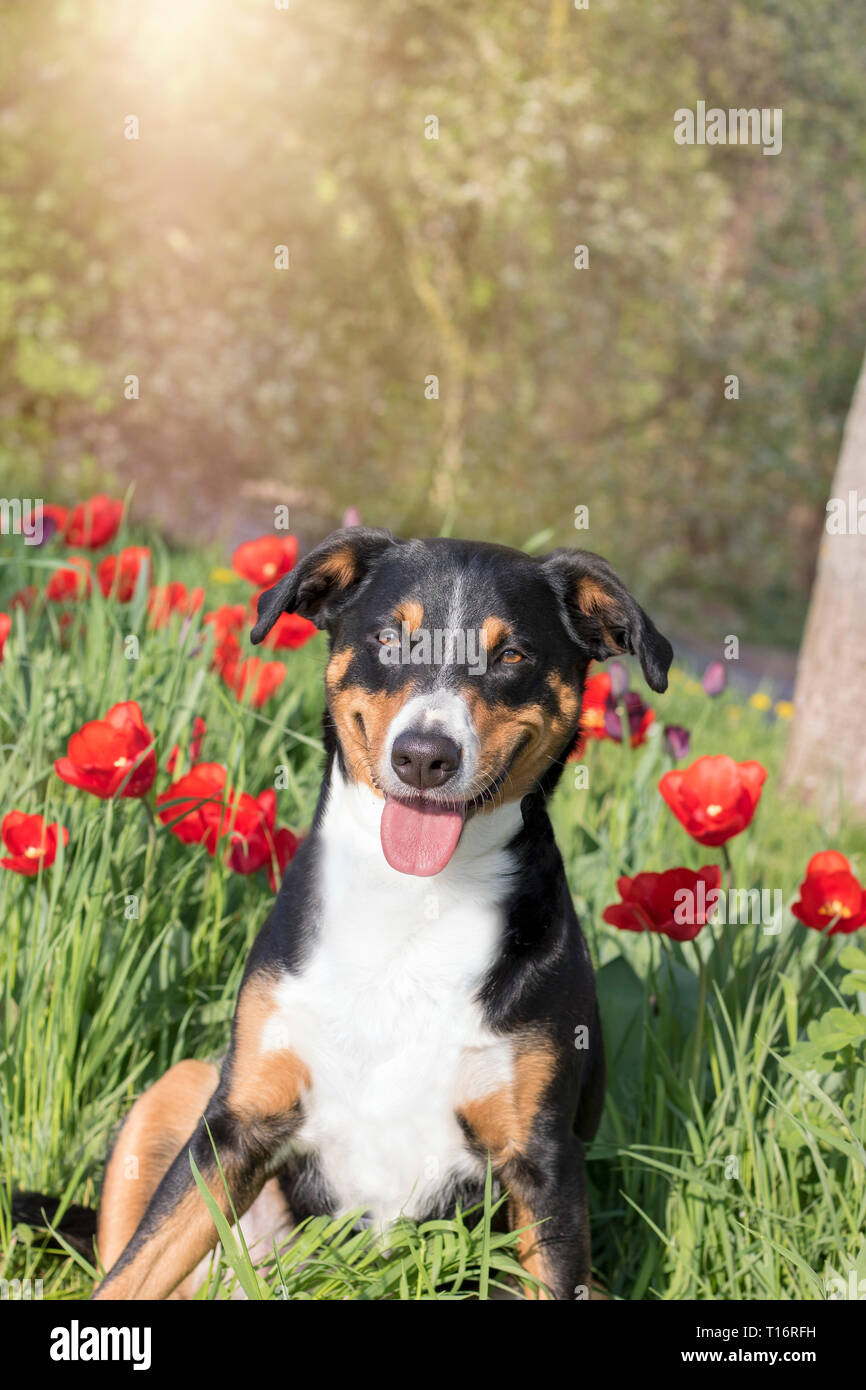 La Appenzeller Sennenhund seduta in tulip campi di fiori Foto Stock