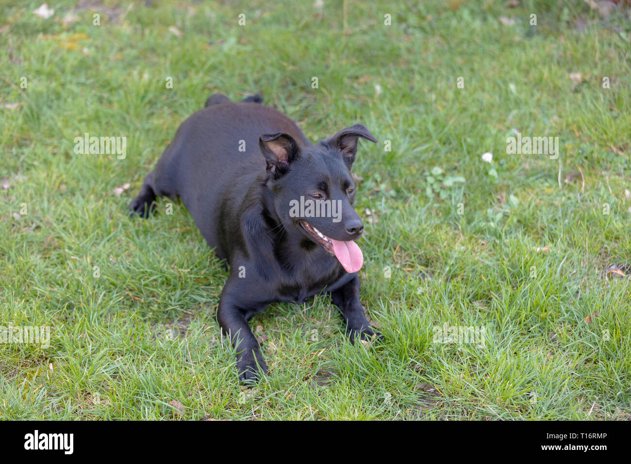 Un piccolo cane nero all'aperto in erba verde. Il cane è un misto di un Labrador retriever. Foto Stock