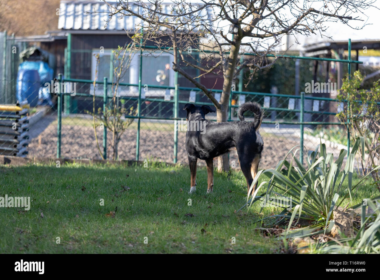 La Appenzeller Mountain cane è in piedi di distanza su un campo verde. Carino il cane di runaway Foto Stock