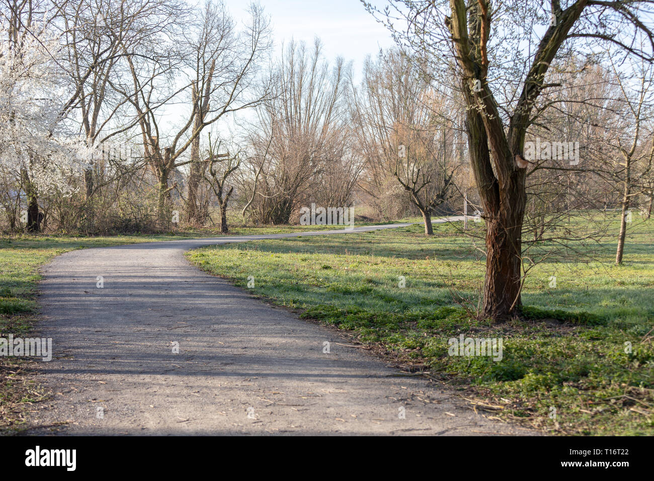 Bellissimo paesaggio di primavera presso il parco di mattina a Frankenthal Foto Stock