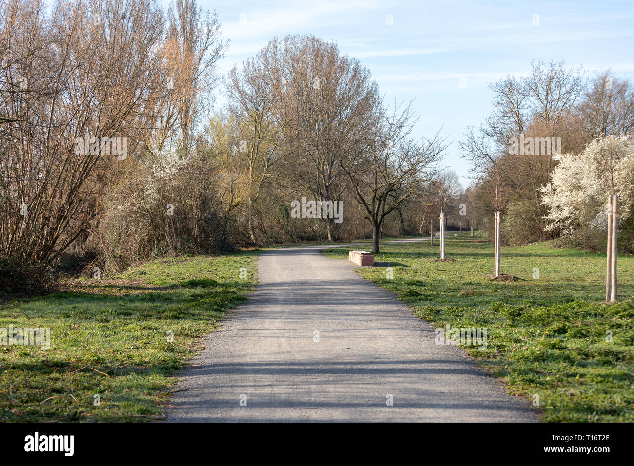 Bellissimo paesaggio di primavera presso il parco di mattina a Frankenthal Foto Stock