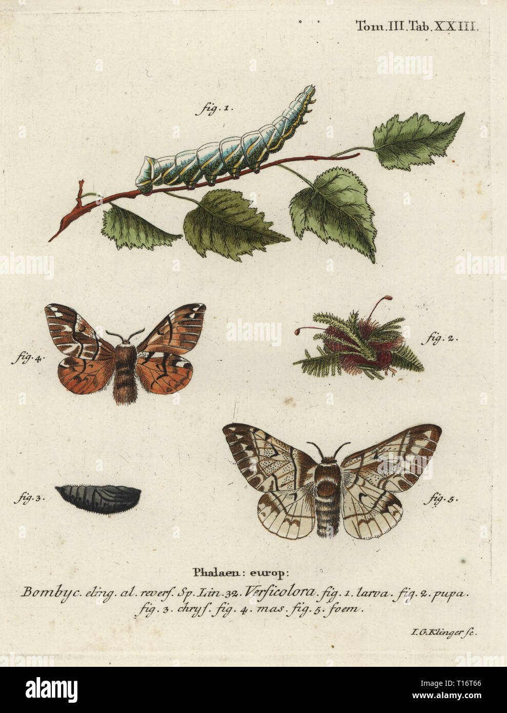 Kentish gloria, Endromis versicolora. Phalaena versicolora. Handcolored incisione su rame di Johann Georg Klinger da Eugenio Johann Christoph Esper Die Schmetterlinge in Abbildungen nach der Natur, Erlangen, 1786. Foto Stock