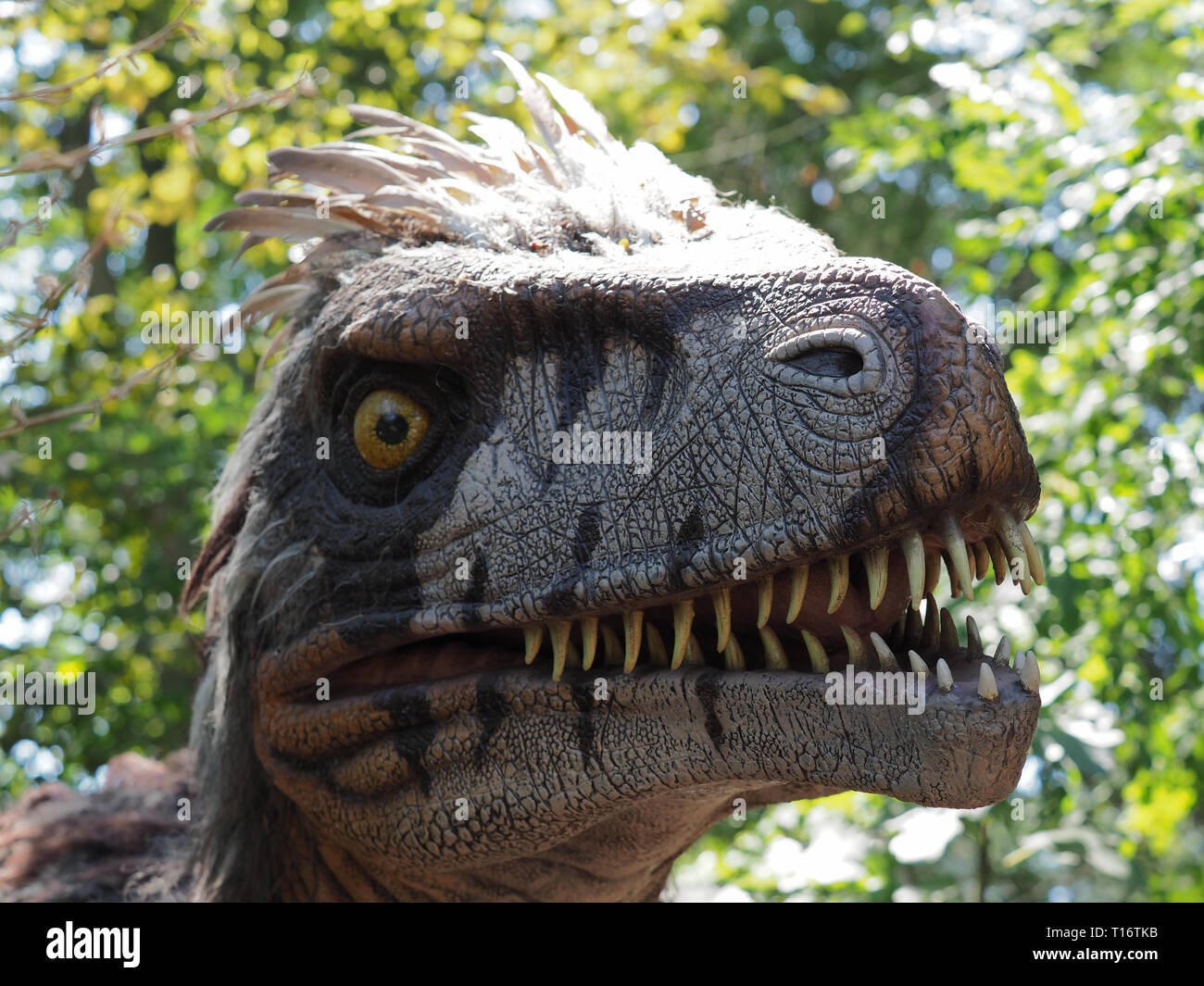 Brugelette, Belgio - 2 Agosto 2018: una replica di un Utah Raptor. Foto Stock
