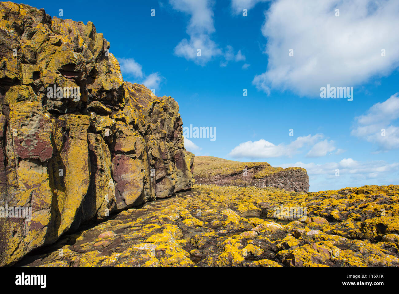 Shore lichen coperto rocce e dirupi a RSPB Fowlsheugh riserva, a sud di Stonehaven, Aberdeenshire, Scozia. Foto Stock